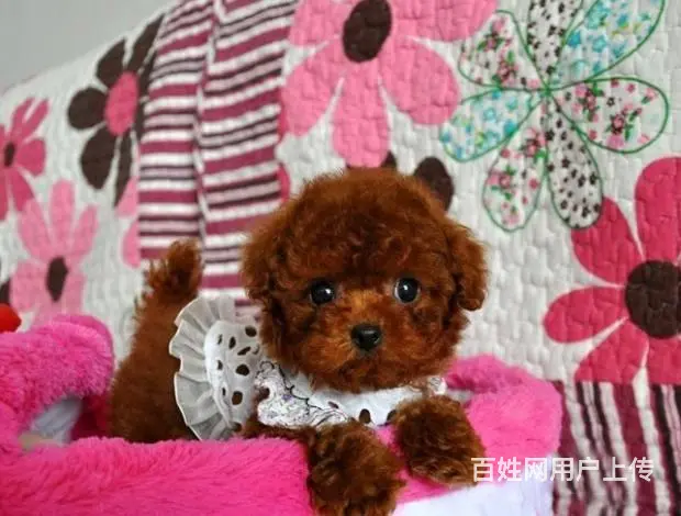 广州纯种迷你贵宾犬价格 狗舍直销 包纯种健康签协议 - 图片 8