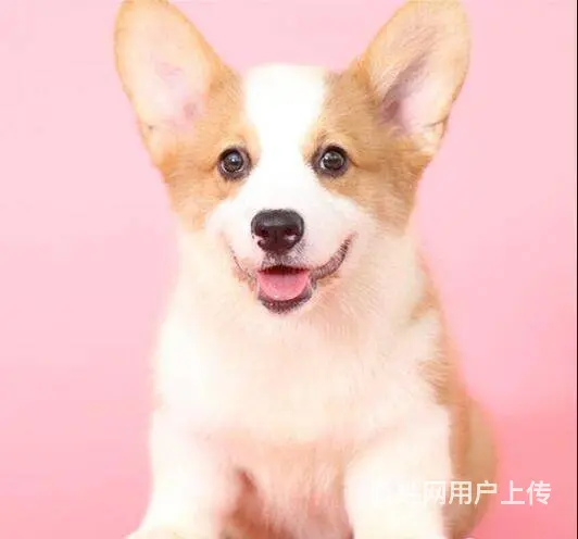 北京哪里有卖纯种柯基犬的 柯基多少钱一只保健康 - 图片 5