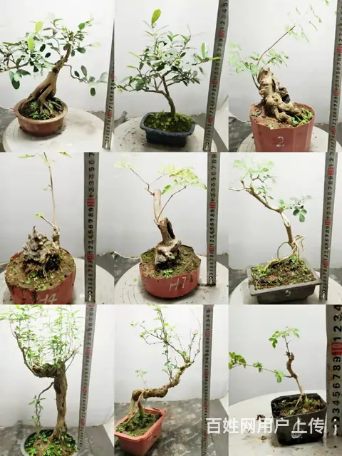 淘宝网盛世鑫毅植物园盆景总裁盆景指导老师杨世毅先生 - 图片 1