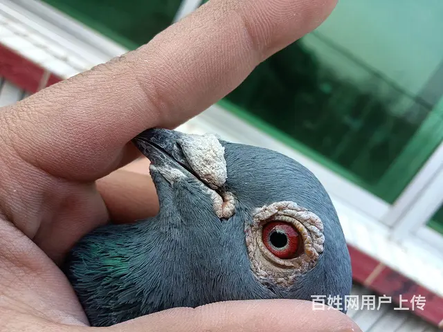 出售信鸽 - 图片 1