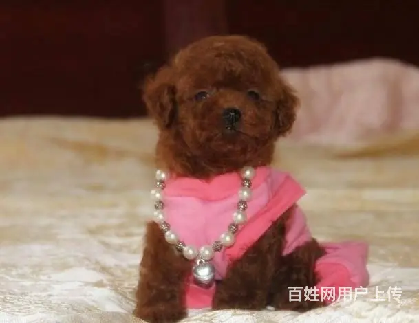 广州纯种贵宾犬价格 狗舍直销 包纯种健康签协议 - 图片 3