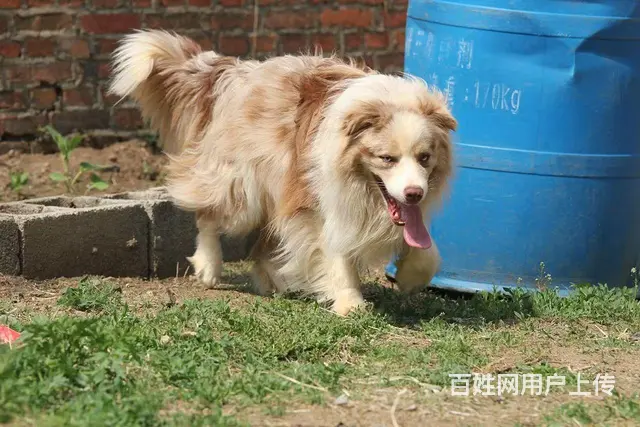 边牧配种 - 图片 4