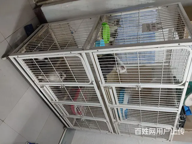 猫笼子 - 图片 1