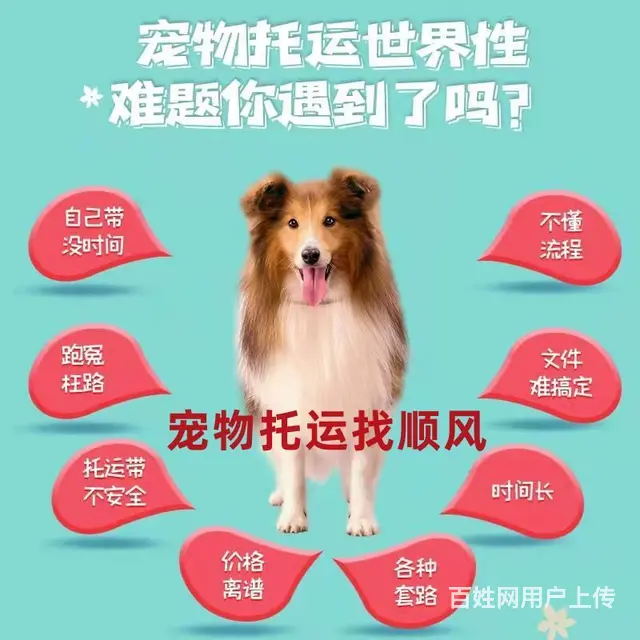 吐鲁番宠物托运（猫狗）活体运输邮寄 （2023今日 推荐）【 - 图片 2