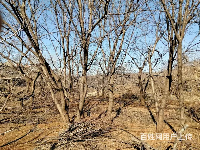 急售盛果期杏树桃树苗 - 图片 7