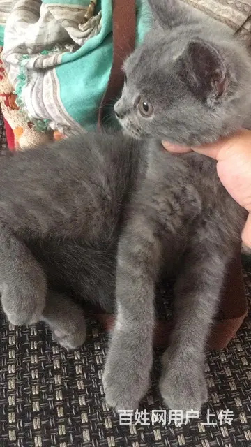 免费赠送英短蓝猫 - 图片 1