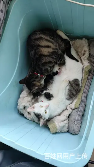 猫 - 图片 1