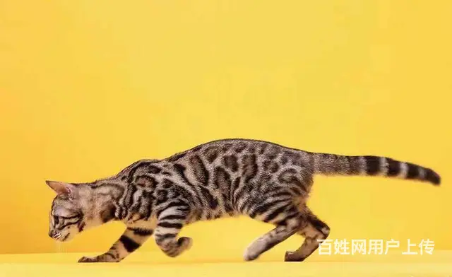 哪里有卖孟加拉豹猫的 无病无癣 包纯种健康 - 图片 6