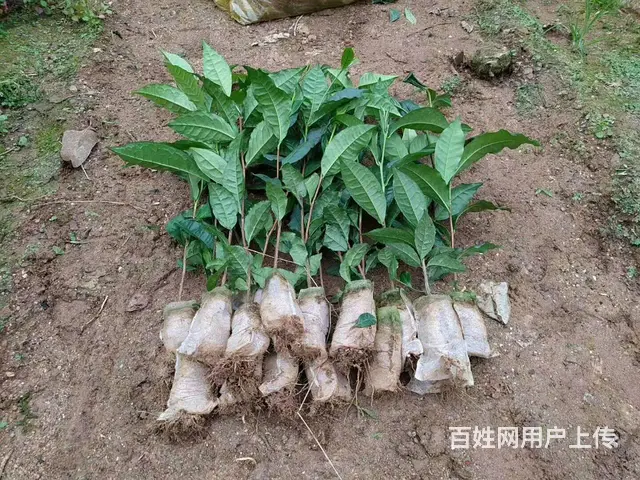梧州茶叶苗种植，梧州茶叶苗批发，梧州大叶茶苗 - 图片 3