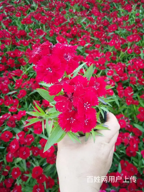 木春菊，孔雀草，石竹，一串红，鸡冠花等各种时令草花 - 图片 5