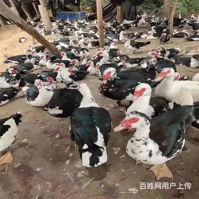贵州三黄鸡苗批发 都匀鸭苗批发 贵州农村养殖鸡苗 - 图片 6