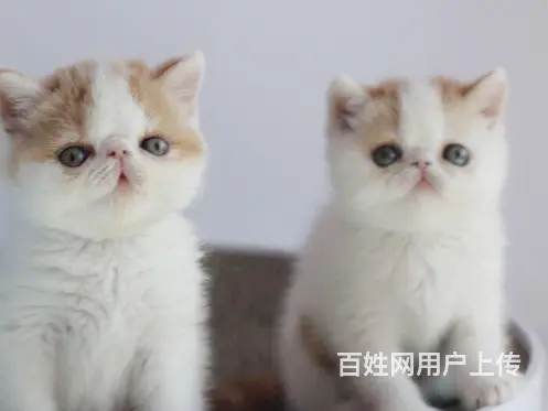 湖州哪里有卖加菲猫的加菲猫多少钱一只加菲猫图片 - 图片 1