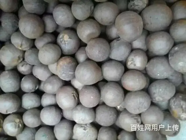 广西茶籽，六堡茶叶种籽，云南茶种，大叶茶种籽 - 图片 3