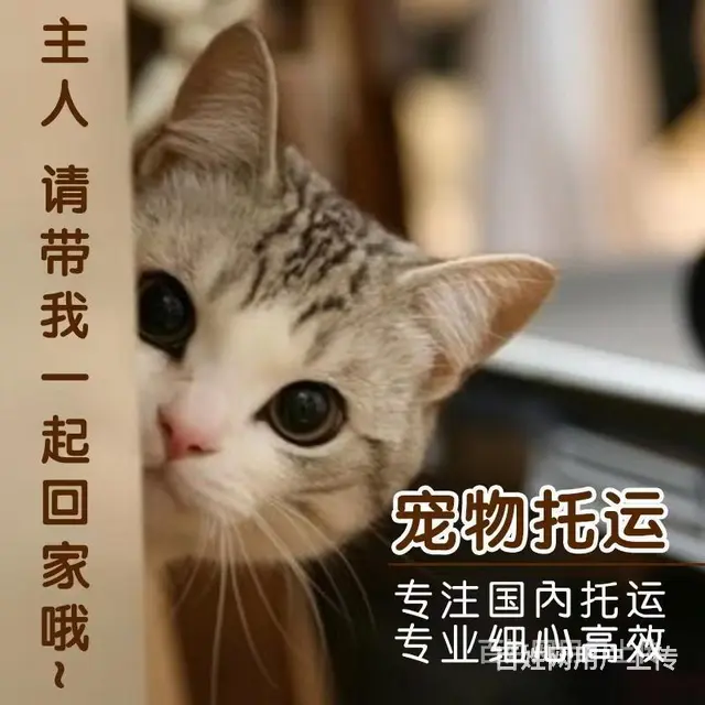 推荐） 台州临海宠物托运到全国）（猫狗）邮寄快递（宠物活体运 - 图片 1