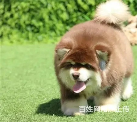 阿拉斯加多少钱 阿拉斯加体重多少 阿拉斯加颜色 - 图片 1