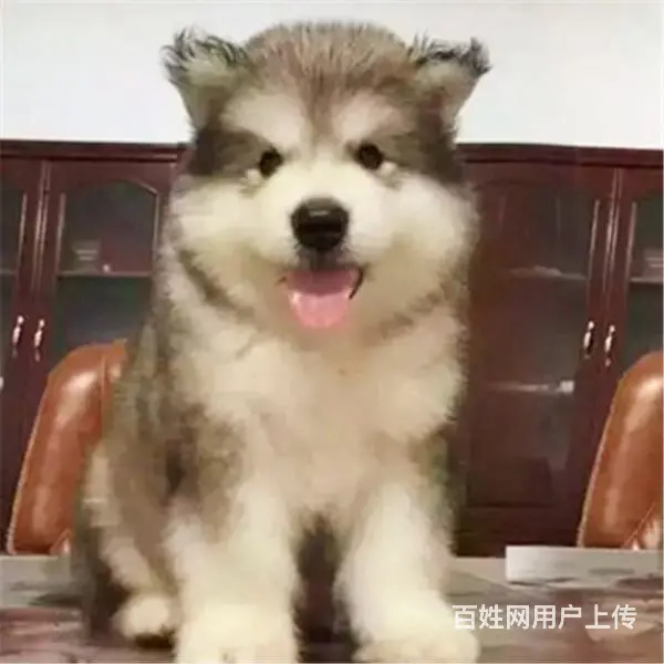 长春阿拉斯加哪里买 阿拉斯加在什么地方购买 - 图片 4