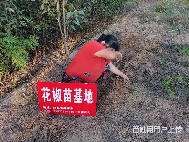 韩城枣红二号黄盖花椒苗基地 韩城大红袍花椒苗 - 图片 2