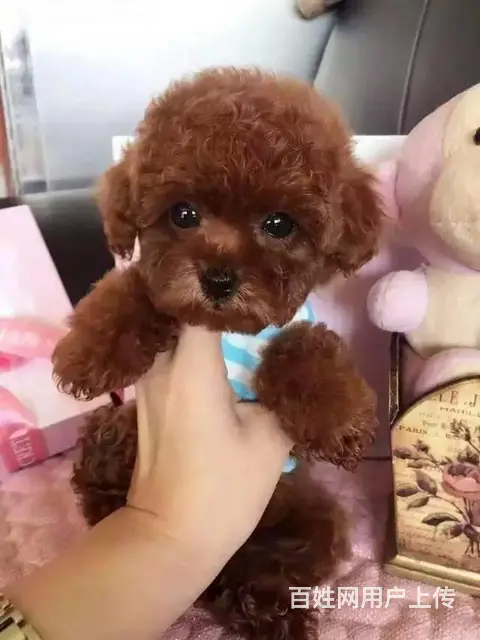 韩版茶杯泰迪熊幼犬出售 保纯保质保健康 可送货 - 图片 2