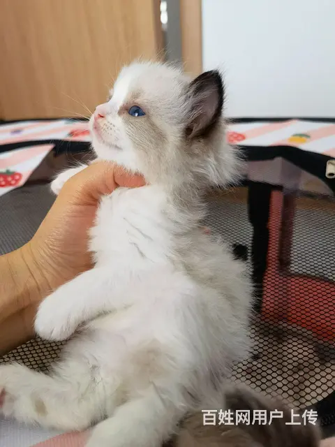 自家繁育布偶猫 - 图片 4