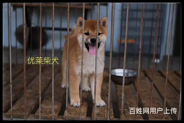 三沙纯种柴犬在哪可以买到，视频或者上门挑选 - 图片 8