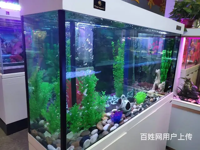 呈贡地区鱼缸清洗维修服务 - 图片 10