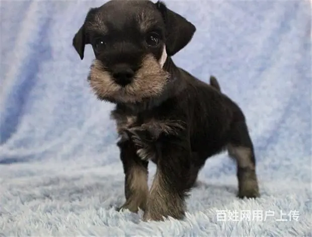 纯种椒盐色雪纳瑞犬出售 体型小巧萌宠雪纳瑞幼犬保证 - 图片 2