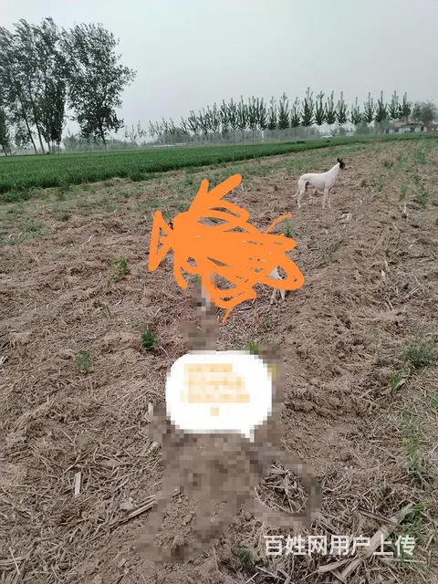 出售猎兔犬灵缇 - 图片
