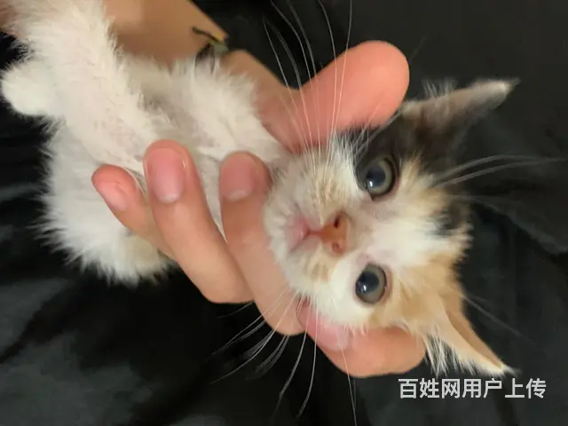 小三花求领养 - 图片 1