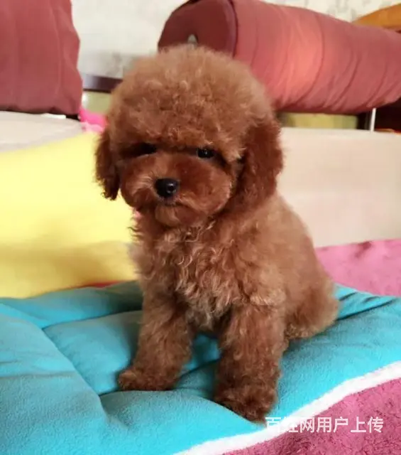 北京哪里有卖泰迪熊 如何挑选泰迪熊 - 图片 10