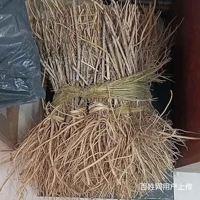 刺嫩芽苗升麻苗白鲜皮苗 - 图片 2