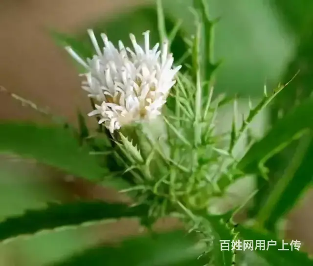 湖北百草堂苍术种植品质保证，开拓市场是创业者福音 - 图片 1