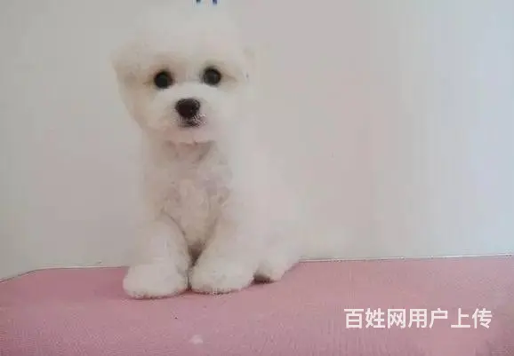 纯种比熊 白色比熊 法系比熊 出售超级可爱的小 - 图片 5