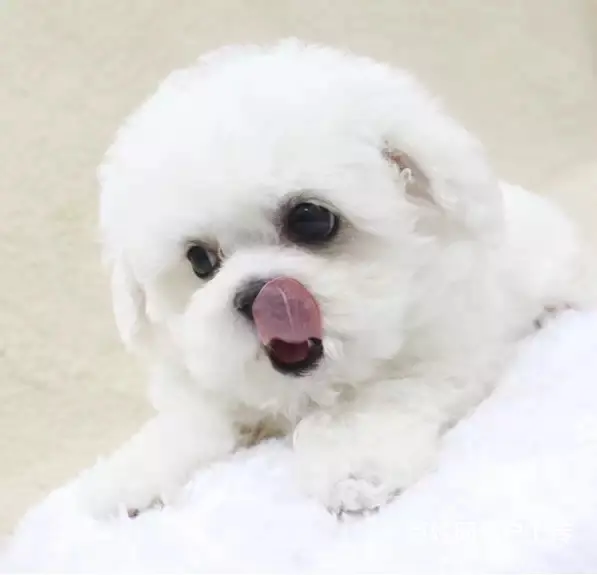 辽阳上哪可以看到比熊犬舍，比熊犬舍地址位置 - 图片 9