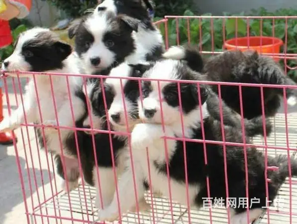 安徽亳州比特犬多少钱狗狗价格 - 图片 9