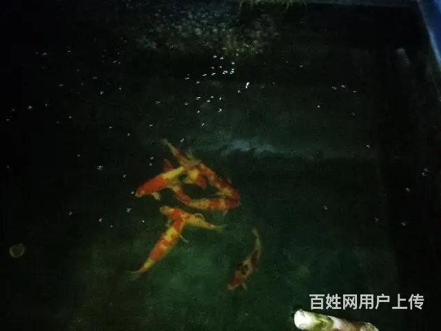 苏州锦鲤养殖场常年出售各类中高档优质锦鲤鱼 - 图片 9