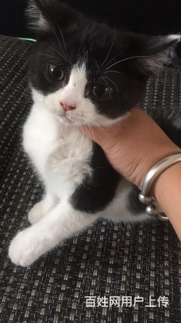 免费赠送英短蓝猫 - 图片 2