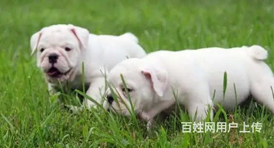 海盗眼 熊猫眼 黑白色 全白法国斗牛犬出售 - 图片 3