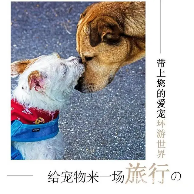 推荐） 湛江宠物托运到全国）（猫狗）邮寄快递（宠物活体运输） - 图片 1