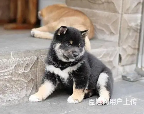 极品日系柴犬 品相好 血统纯 要的可上门挑选 - 图片 4
