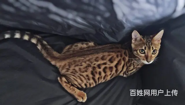 邵阳孟加拉豹猫 疫苗齐全 温顺黏人 保证健康 - 图片 6