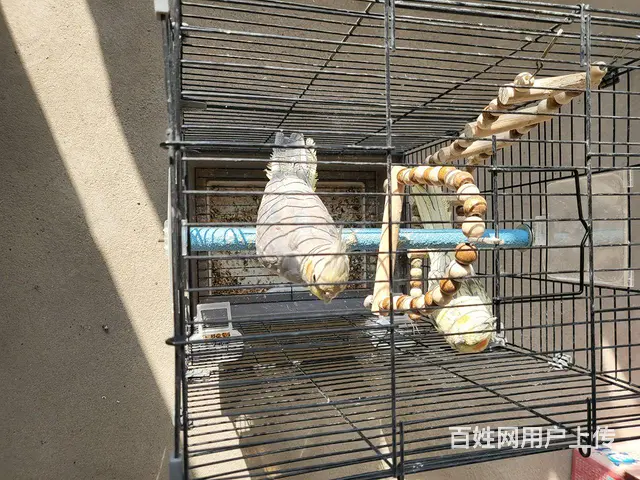 手养玄凤鹦鹉 - 图片 3