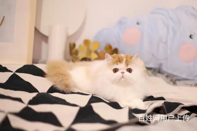 本地哪里有卖加菲猫的 加菲猫眼部怎么护理好养吗 - 图片 5