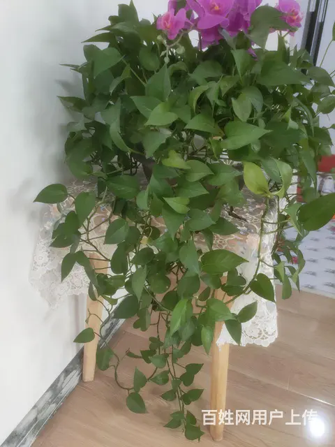 绿萝状态特别好 - 图片 2
