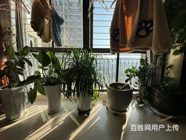国贸盛世  三室精装南北通透  带家具家电 - 图片 3
