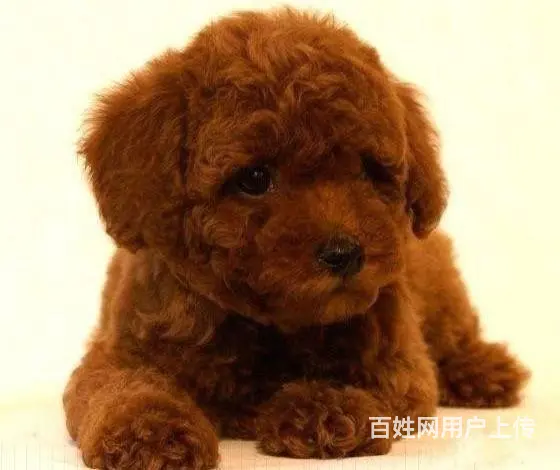 茶杯|玩具|泰迪熊|灰色泰迪|京华犬舍 - 图片 6