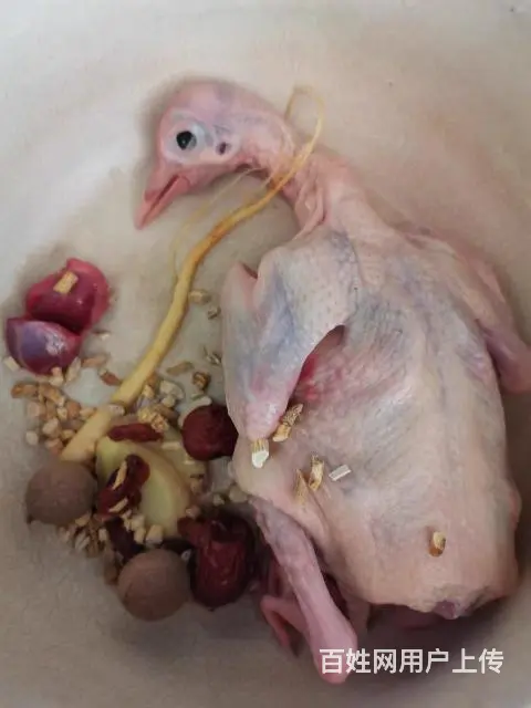 出售乳鸽，大肉鸽子， - 图片 1