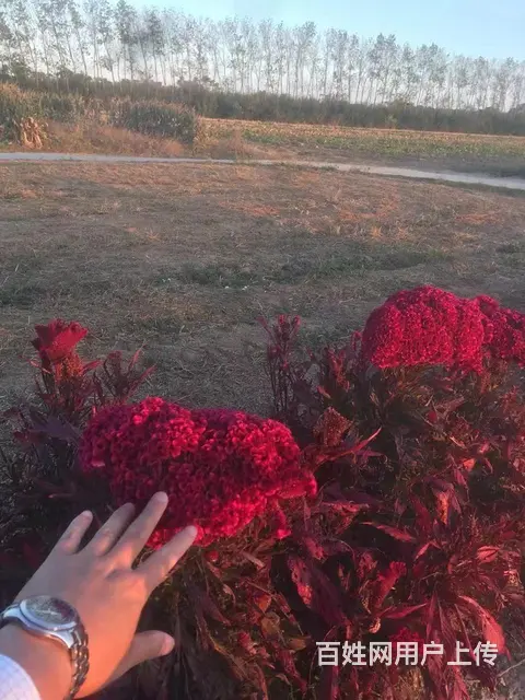 身高186未婚男士并且只找和自己经历类似的女士 - 图片 1