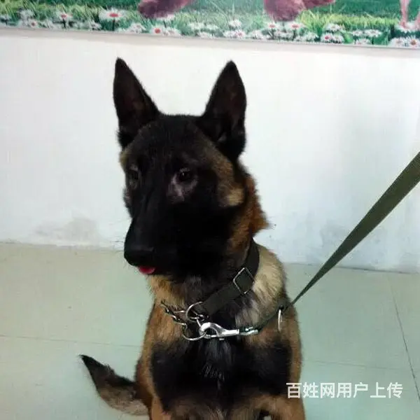 吕梁卖马犬的养殖场，养殖场马犬一般卖多少钱 - 图片 5