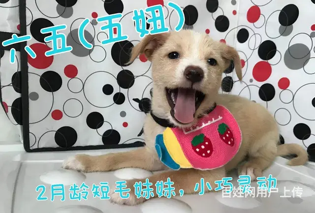 奶萌小狗求包养 - 图片 5