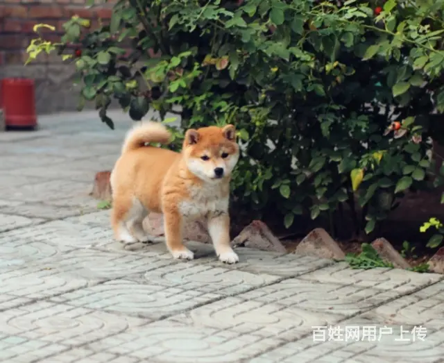 精品日系柴犬幼犬 血统纯正健康保障 市区可送上门 - 图片 7